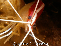close up look to a scarlet-striped cleaning shrimp at the... by Victor J. Lasanta 